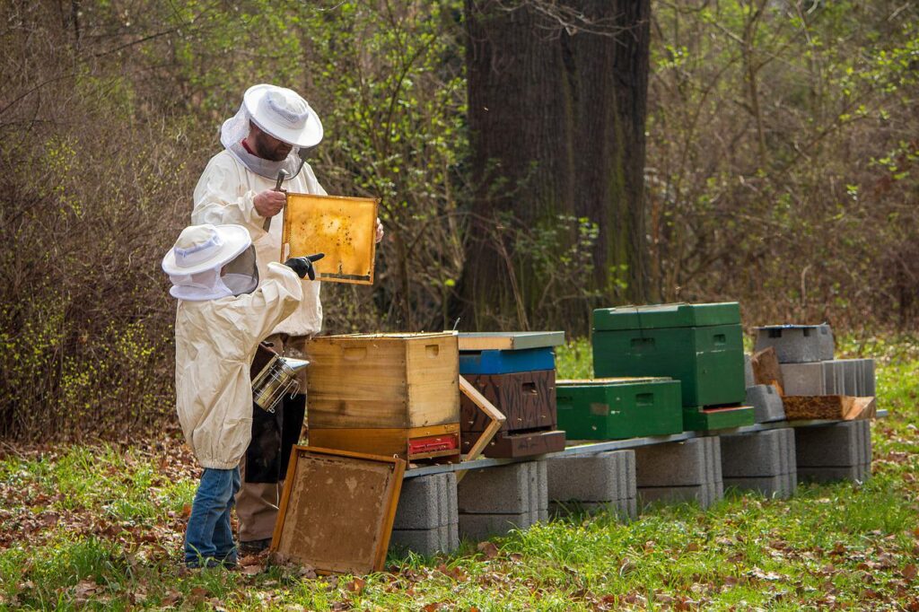 is there money in beekeeping