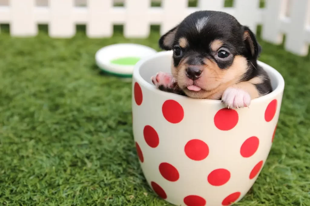 a puppy sitting in a tea cup