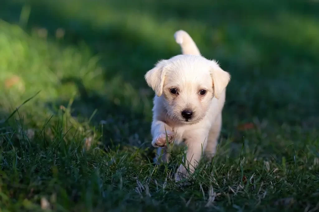 cute white puppy in the green grass