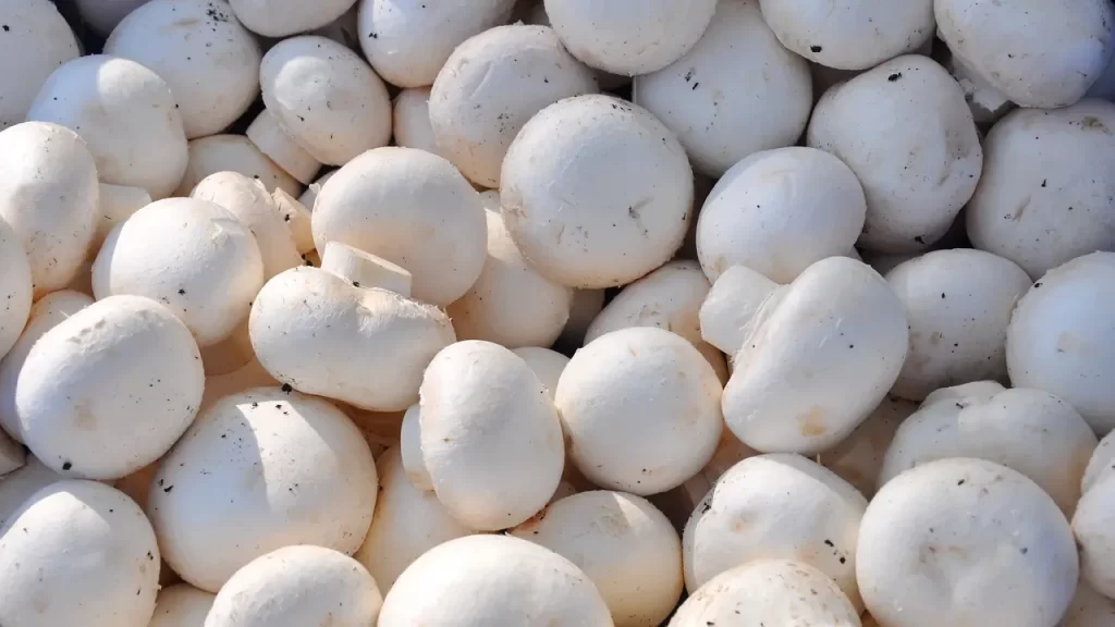 Can You Make Money Growing Mushrooms