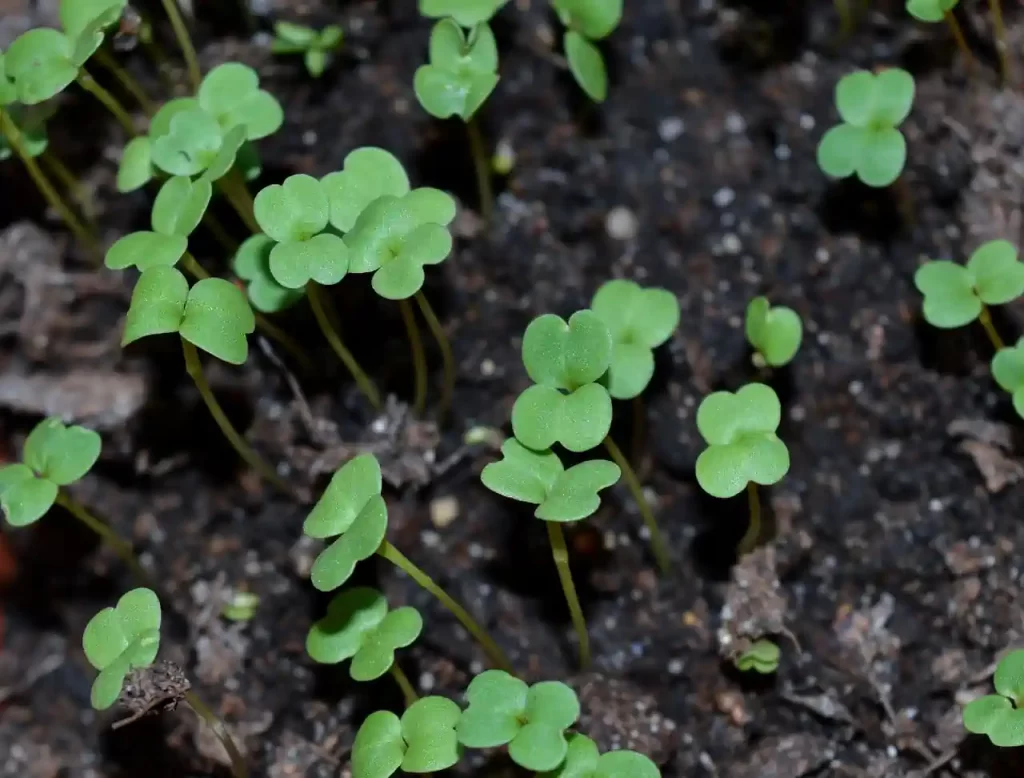 How Much Money Can You Make Selling Microgreens