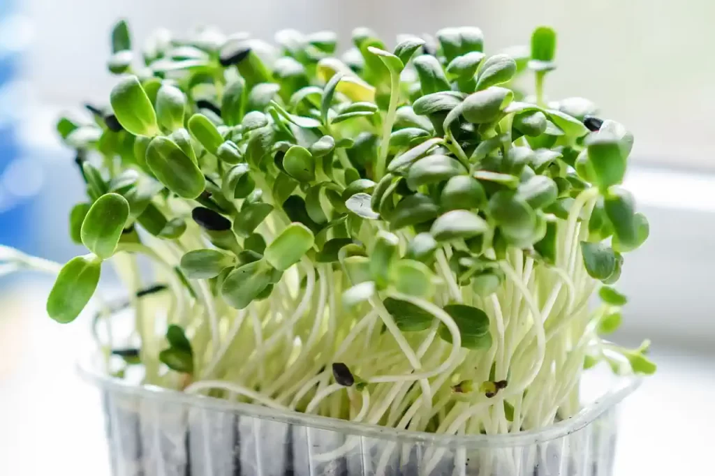 How to Make Money Selling Microgreen