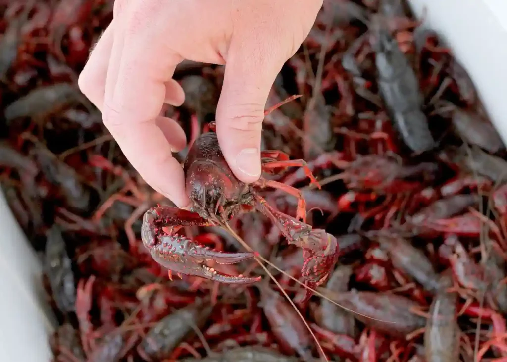 boiled crawfish picked up for the camera